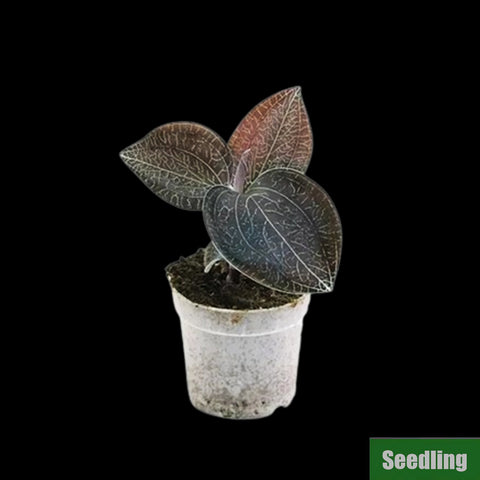 [Bare-root] Anoectochilus burmannicus MA8 (TC) Seedling [March Preorder 26]
