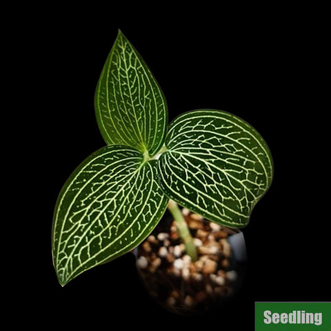 [Bare-root]Ludisia discolor var. alba 'Platinum Vein' MA10 (MC) Seedling [March Preorder 26]
