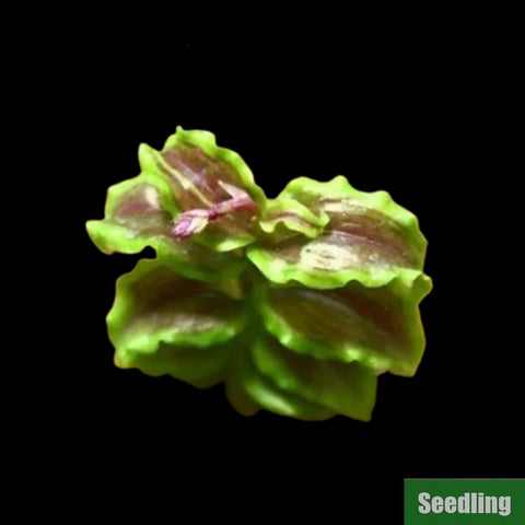 [Bare-root]Malaxis sp. Rainbow (TC) Seedling [March Preorder 26]