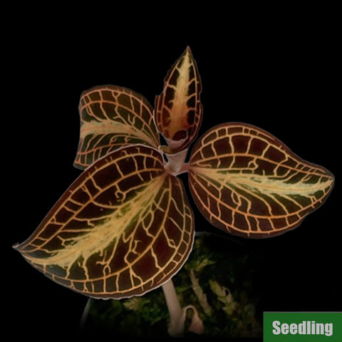 [Bare-root]Anoectochilus roxburghii ‘Golden Heart’ (MC/MA25) Seedling [March Preorder 26]