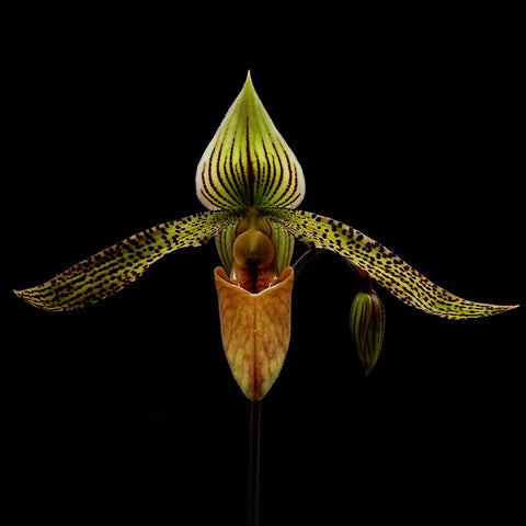 [Bare-root] Paph. Recovery (sukhakulii x philippinense) 蘇x菲 [March Preorder 26]