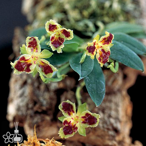 [Bare-root] Haraella retrocalla'Tree Lip' 台灣香蘭三唇瓣 [March Preorder 26]