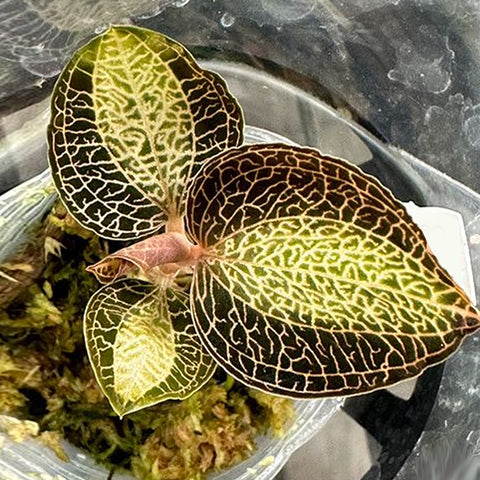 [Bare-root] Anoectochilus roxburghii JAPAN 大金寶石蘭 [Feb Preorder 26]