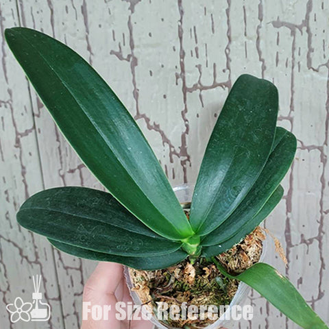 [Bare-root] Phal. Liuis Midnight Dancer 2843 × Sedirea Japanica 'SL' [March Preorder 26]