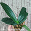 [Bare-root] Phal. Liuis Midnight Dancer 2843 × Sedirea Japanica 'SL' [March Preorder 26]