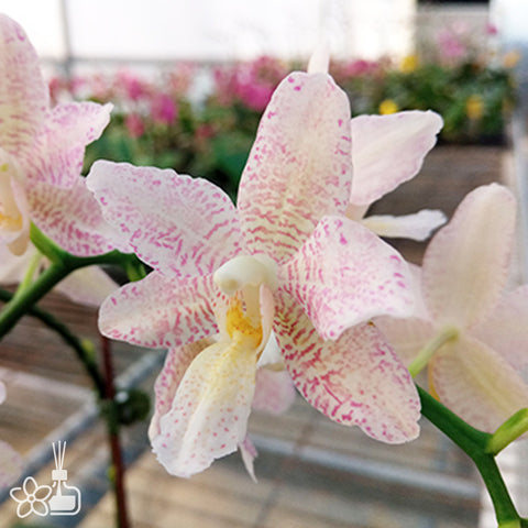[Bare-root] Phal. Liuis Midnight Dancer 2843 × Sedirea Japanica 'SL' [March Preorder 26]