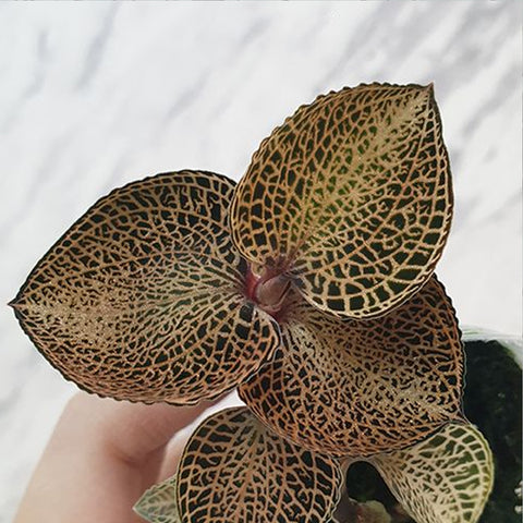 [Bare-root] Anoectochilus SP 玫瑰寶石蘭 [Feb Preorder 26]