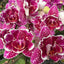 [Bare-root] Phal. Masque (Peloric) [March Preorder 26]
