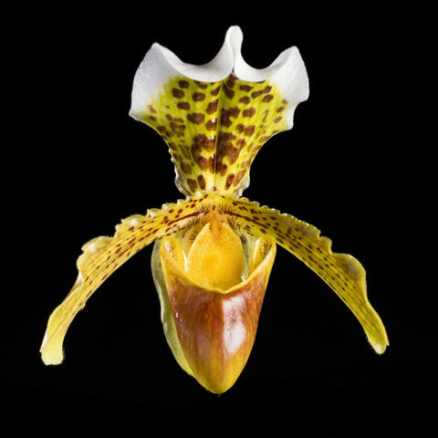 [Bare-root] Paph insigne xsib 波瓣拖鞋兰 [March in stock]