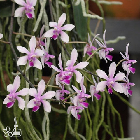 [Bare-root] Phal. wilsonii 华西蝴蝶兰 [March in stock]