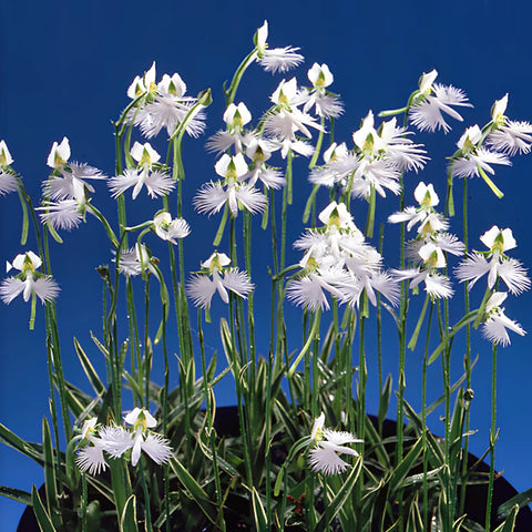 [Bulb]Habenaria radiata 'Ginga' 白鷺蘭 サギソウ "銀河"  [March in stock]