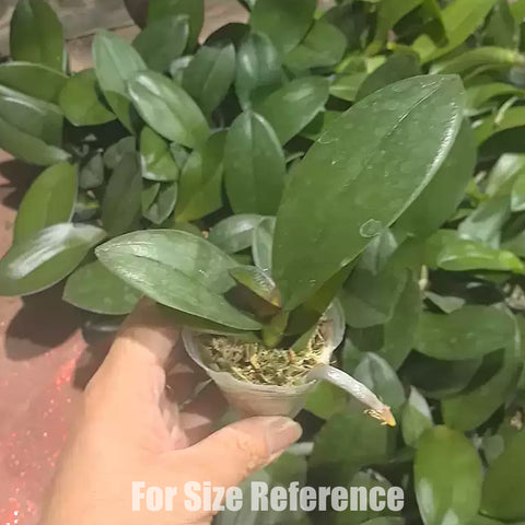 [Bare-root] Phal. Phal. Miki Crown 美琪皇冠 [March Preorder 26]