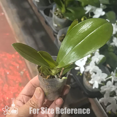 [Bare-root] Phal. Little Bambi [March Preorder 26]