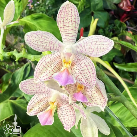 [Bare-root] Phal. Little Bambi [March Preorder 26]