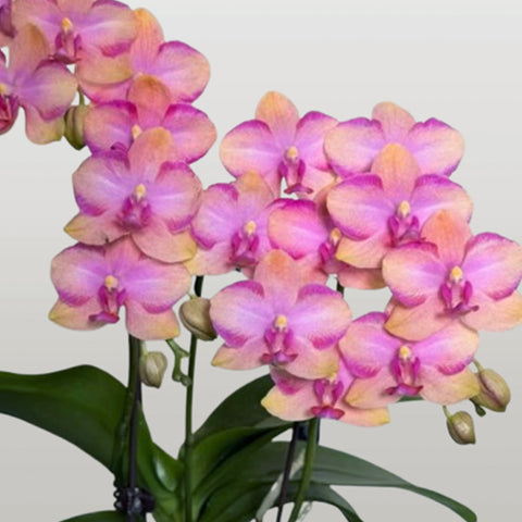 [Bare-root] Phal. Taisuco Jasper [March Preorder 26]