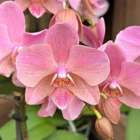 [Bare-root] Phal. Treviso 特拉維索 [March Preorder 26]