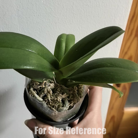 [Bare-root] Phal. Lioulin Wildcat 野貓 [March Preorder 26]