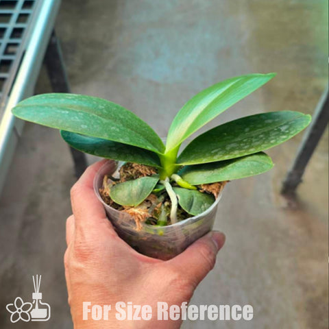 [Bare-root] Phal. Ching Ann Mary '1830' 青安瑪麗1830 [March Preorder 26]