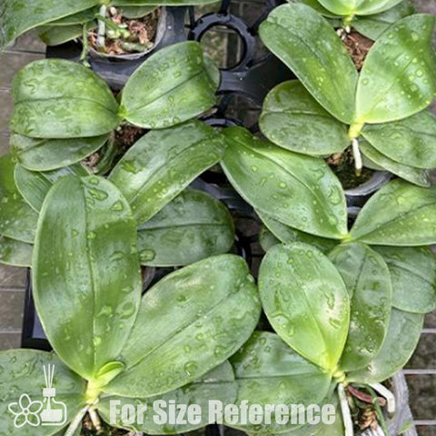 [Bare-root] Phal. Yaphon All Friends '795' 好朋友 '795' [April In stock]