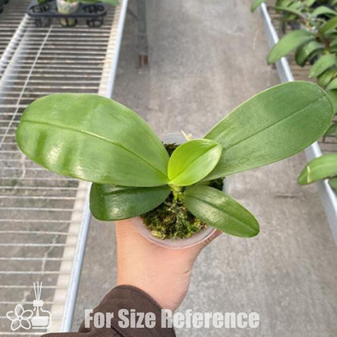 [Bare-root]Phal. Yaphon All Friends '724' 好朋友 '724' [March Preorder 26]