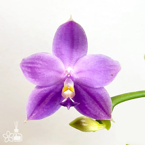 [Bare-root]Phal. Yaphon All Friends '724' 好朋友 '724' [March Preorder 26]