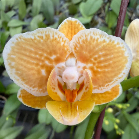 [Bare-root]Phal. Golden Lava [March Preorder 26]