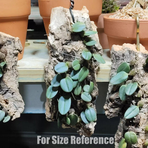 [Bare-root]Bulb. jingdongense 景東石豆 [March in stock]