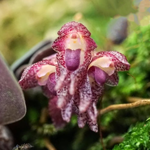 [Bare-root]Bulb. jingdongense 景東石豆 [March in stock]