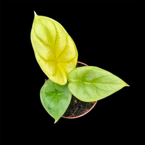 [Rooted] Alocasia Golden Dragon [March in stock]