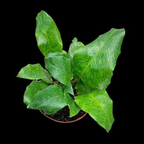 [Rooted] Calathea Musaica 'Network' [March in stock]