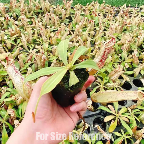 [Rooted] Nepenthes x dyeriana 黛瑞安娜豬籠草 [March in stock]