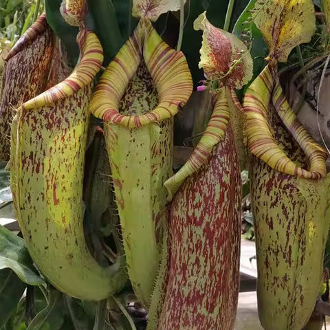 [Rooted] Nepenthes x dyeriana 黛瑞安娜豬籠草 [March in stock]