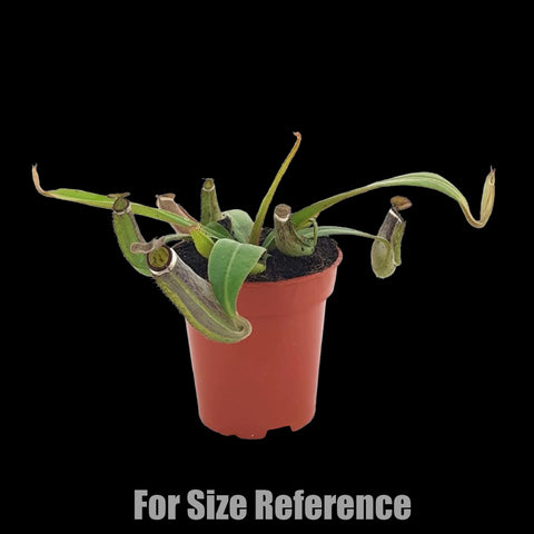 [Rooted] Nepenthes albomarginata  [March in stock]