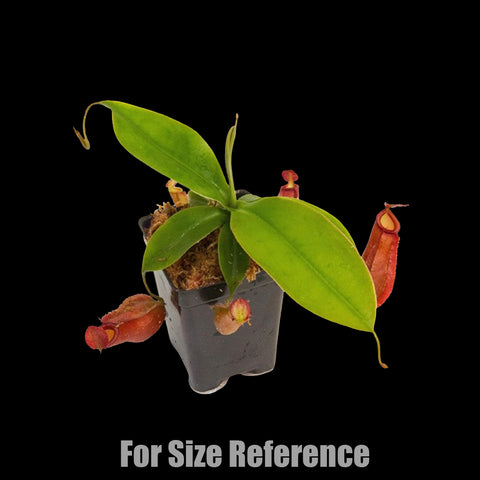 [Rooted] Nepenthes 'Diana'  黛安娜豬籠草 [March in stock]