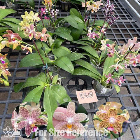 [Bare-root]Phal. Assorted Fragrant Hybrids [March Preorder 26]