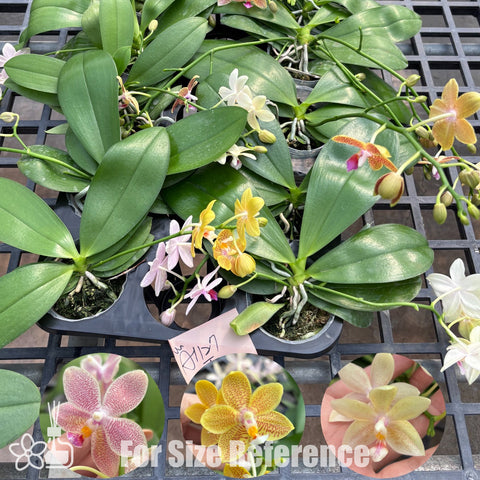 [Bare-root]Phal. Assorted Fragrant Hybrids [March Preorder 26]