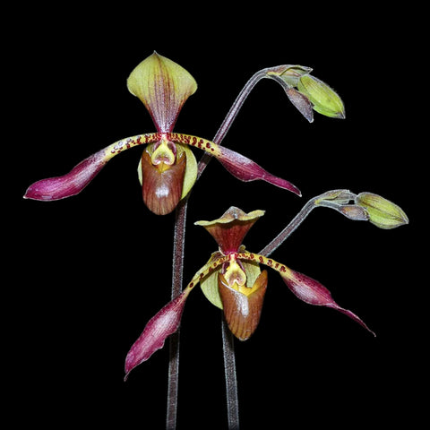 [Bare-root] Paph. lowii x sib 楼氏 [April Preorder]