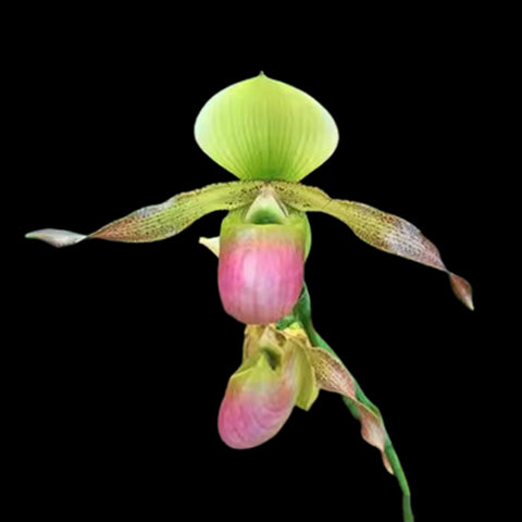 [Bare-root]Paph. dianthum x glaucophyllum 长瓣X滄葉 [April Preorder]