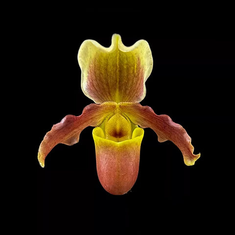 [Bare-root]Paph. helenae x Unknown 胡花生 [April Preorder]