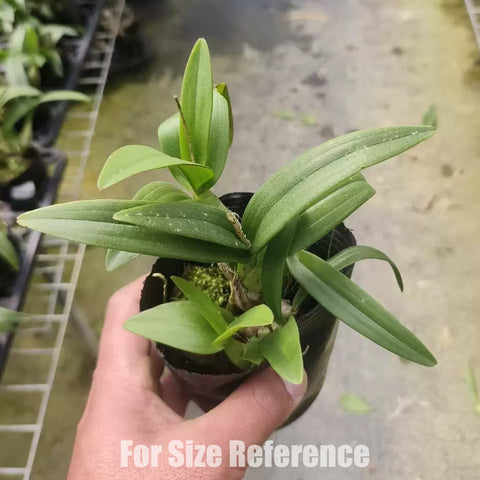 法爾。 hieroglyphica × sib 象形文字蝴蝶蘭兄弟交通