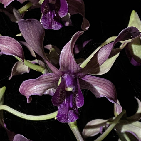 [Bare-root] #Denphale# Den. Nicha Angel Of Faith [April Preorder 26]