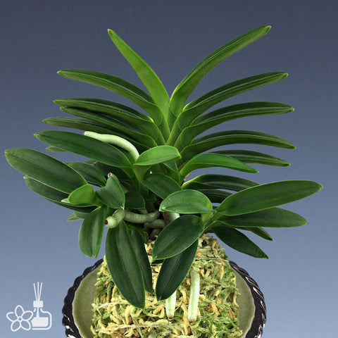 [Bare-root] Neofinetia (V.) falcata 'Tsushima Ryokuho' 對馬綠寶 [April Neo 26]