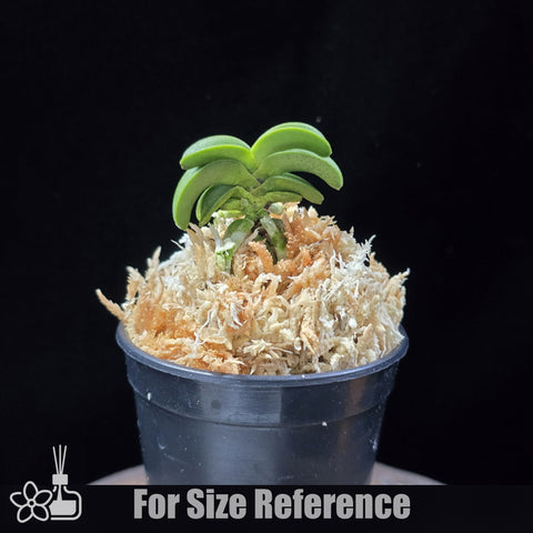 [Bare-root] Neofinetia (V.) falcata 'Seikai' 青海 [April Neo 26]