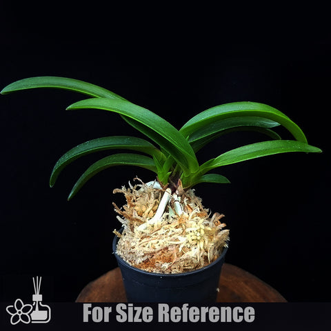 [Bare-root] Neofinetia (V.) falcata 'Honggang ' 紅綱[April Neo 26]