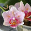 [Bare-root] Phal. Popcorn 3-eyes 爆米花兩眼  [Wishlist]