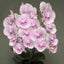 [Bare-root]Phal. Chaoqun Taro Big Lip 超群香芋 [Wishlist]