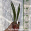 [Bare-root] #Cattleya Alliance# Pcv. Golden Peacock 金孔雀 [April Preorder 26]