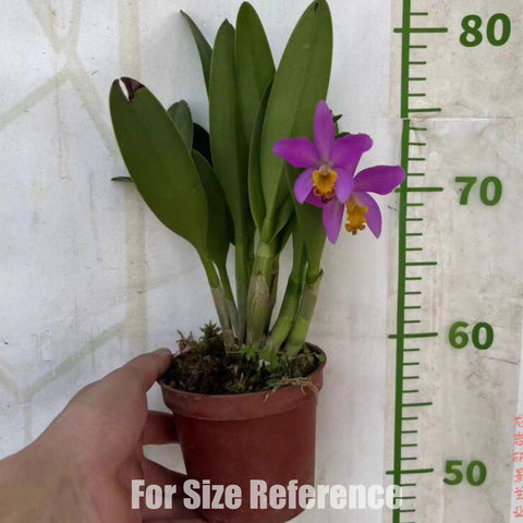 [Bare-Root] #Cattleya Alliance# Ctt. Tiny Treasure 蒂尼小可愛 [April Preorder 26]