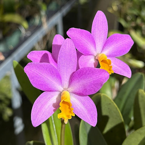 [Bare-Root] #Cattleya Alliance# Ctt. Tiny Treasure 蒂尼小可愛 [April Preorder 26]