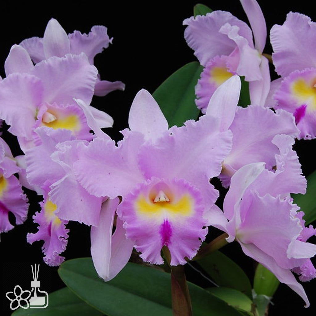 [Bare-root] #Cattleya Alliance# Blc. Pamela Hetherington 'coronation ...